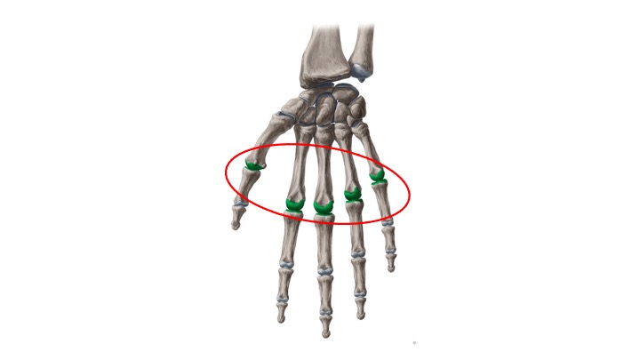 <p>Metacarpophalangeal</p>