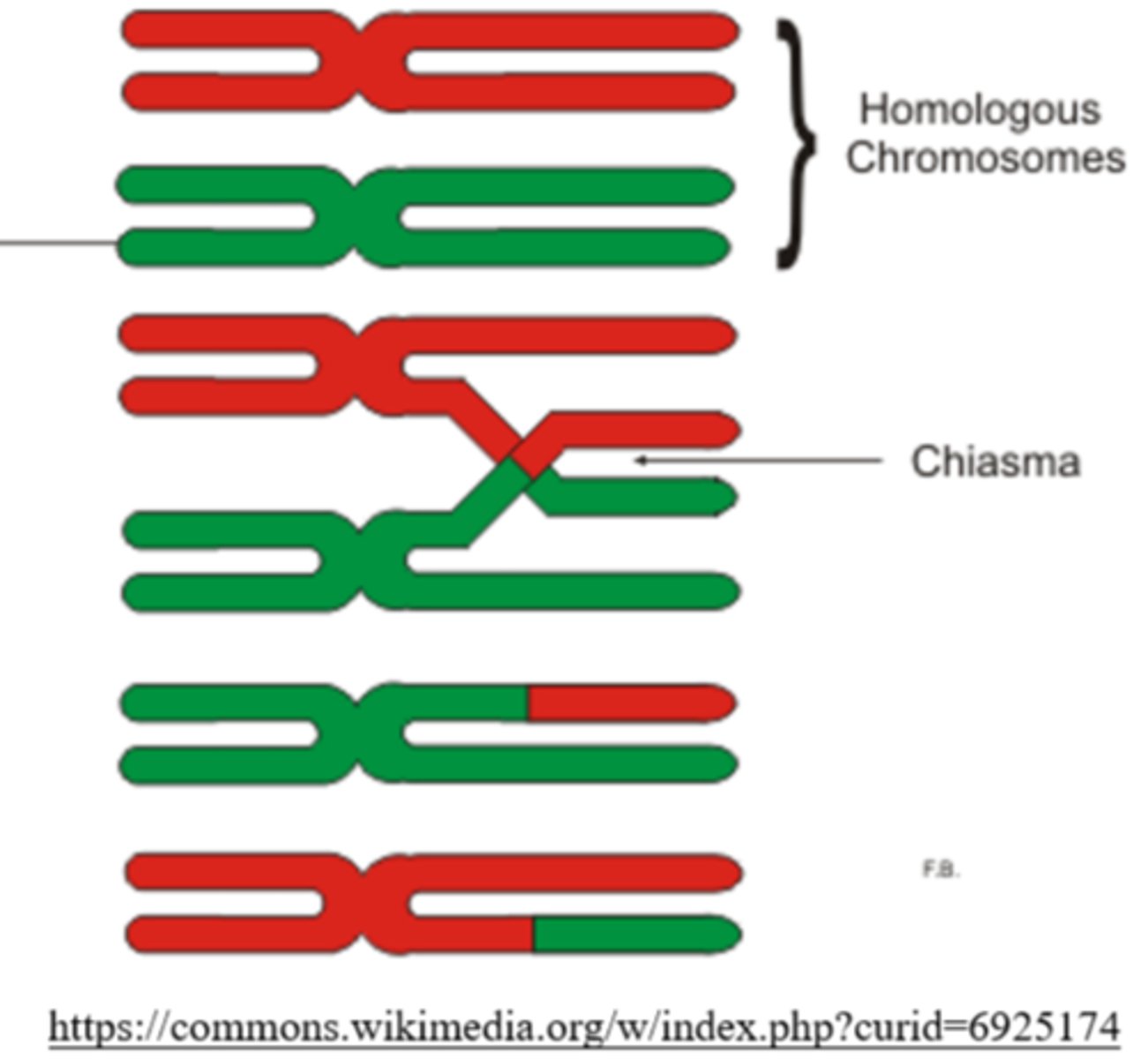 <p>chiasmata</p>