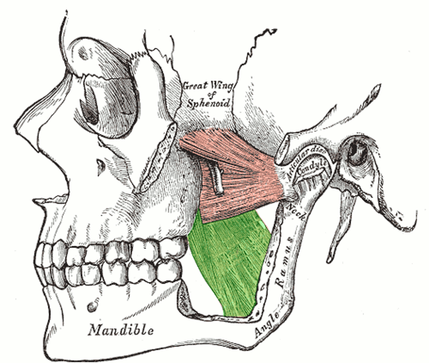 <p>Origin:</p><p>-medial surface of lateral pterygoid plate of sphenoid bone, palatine bone and maxillary tuberosity</p><p>Insertion:</p><p>-into inner (medial) surface of ramus and angle of mandible</p>