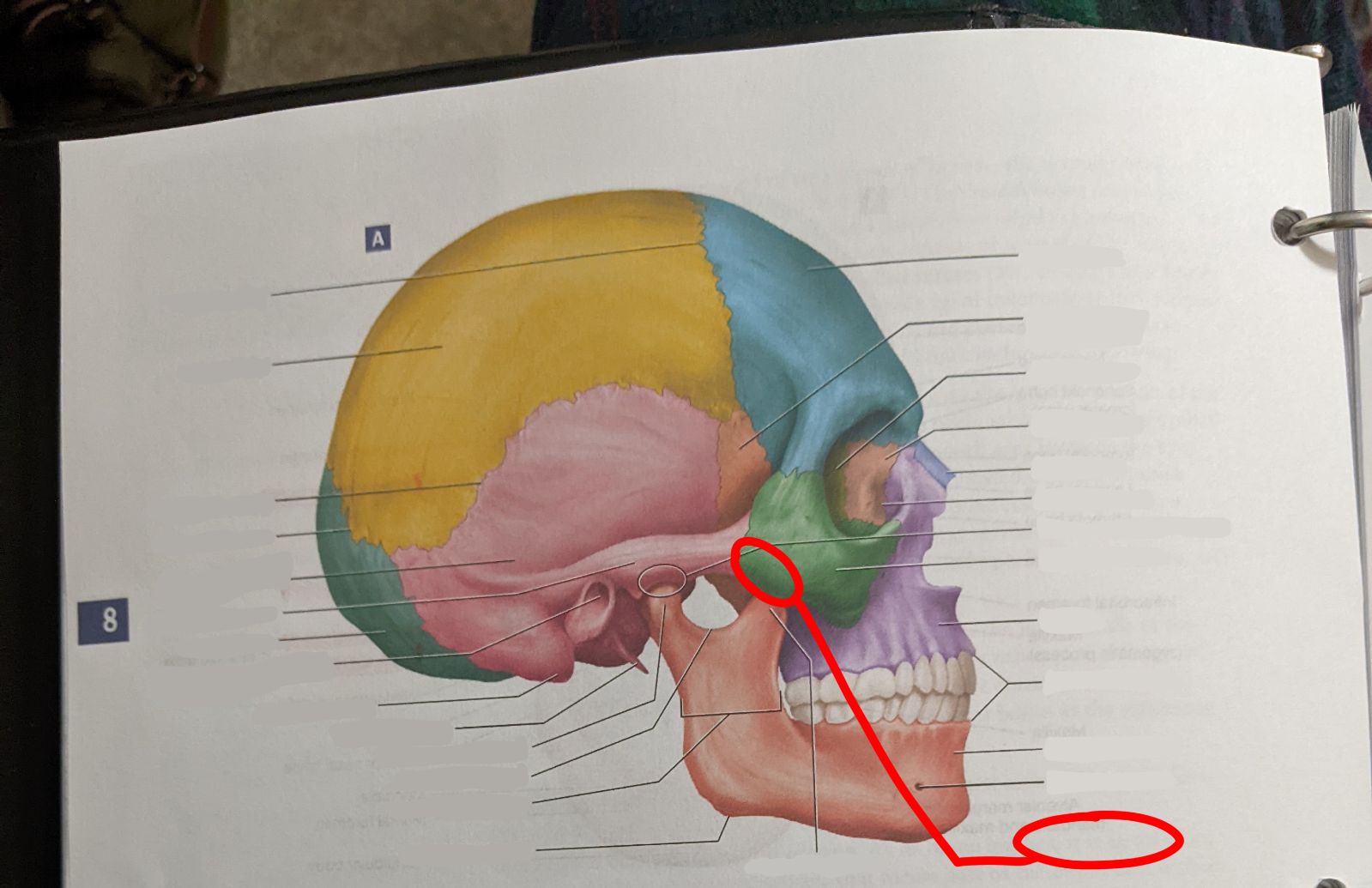 knowt flashcard image