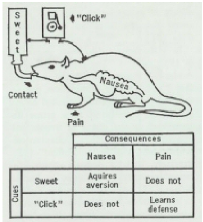 <ul><li><p>created a compound conditioned stimulus (bright, noisy + sweetened water)</p></li><li><p>the unconditioned stimulus was wither a mild foot shock (immediate discomfort) (group 1) or X-rays (delayed illness) (group 2)</p></li><li><p>split the conditioned stimulus into two (bright/noisy water and sweetened water)</p></li></ul>