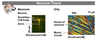 <ul><li><p>Neurons: They transmit nerve impulses, also known as nerve cells.</p></li><li><p>Glial cells: They support cells, also known as glia.</p></li></ul>
