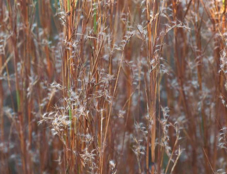 <p>What is the growth form of this plant? </p>
