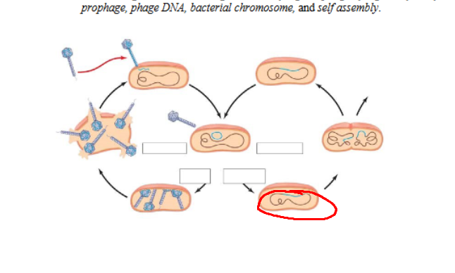 <p>What structure</p>