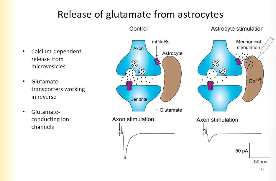 <ul><li><p>calcium dependent release from microvesicles</p></li><li><p>glutmate transporters working in reverse</p></li><li><p>glutamate conducting ion channels</p></li></ul><p>There are mGLUR’s on the side of the presynaptic terminal</p><p>with mechanical stimulation and calcium entry, glutmate can be released by the astrocytes into the presynaptic terminal</p><ul><li><p>smaller epsp</p></li></ul>