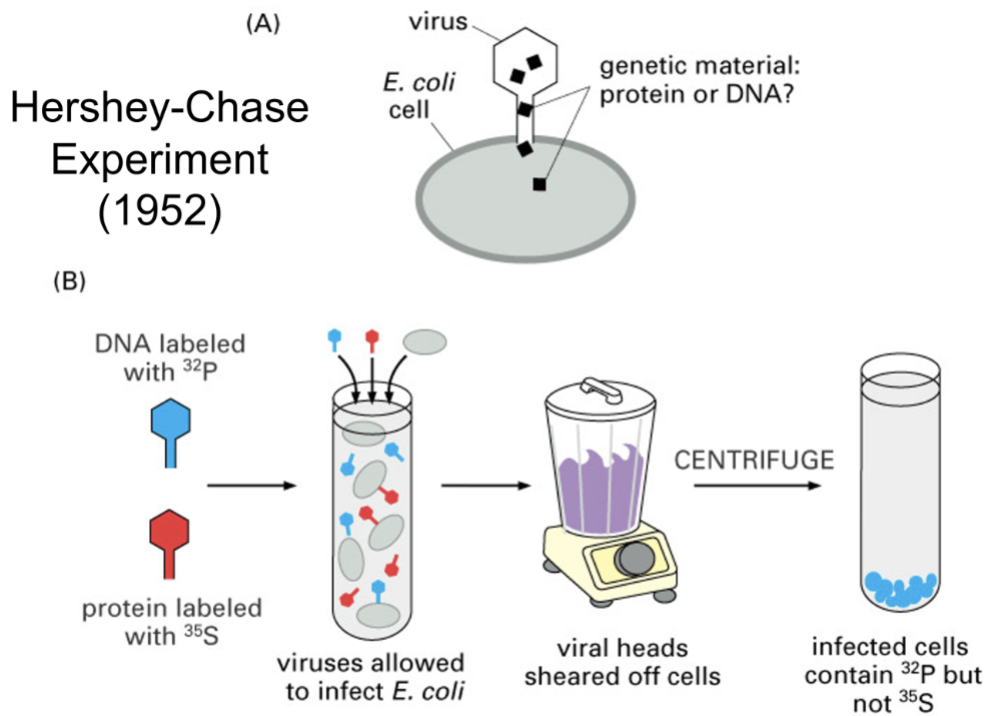 <ul><li><p>some phage viruses contain dna and protein, when they infect bacteria, the bacteria make more viruses, so something in the virus has genetic information</p></li><li><p>electron microscopy showed that the virus attaches to the bacteria, and injects something into it</p></li><li><p>label phage dna with P³² and phage proteins with S<sup>35</sup> then infect bacteria, let the injection occur, then tear off the virus and see what got injected into the bacteria</p></li></ul><p></p>