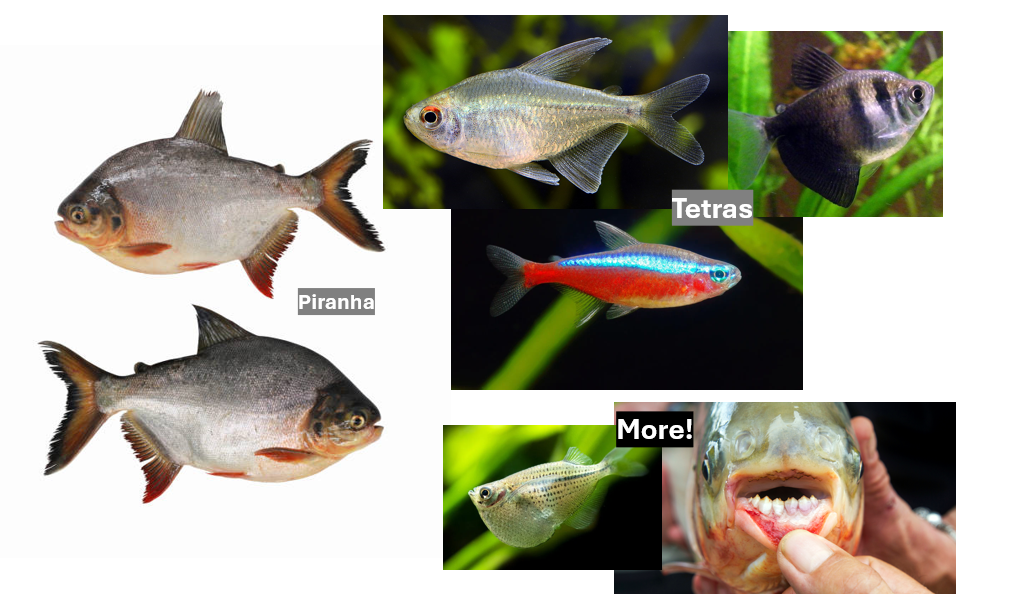 <p>Clade of <strong>piranhas and tetras</strong> (+ more)</p>