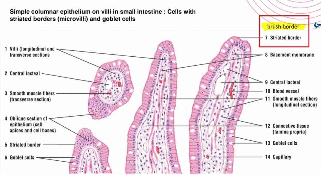 <p>Where is simple columnar epithelium found?</p>