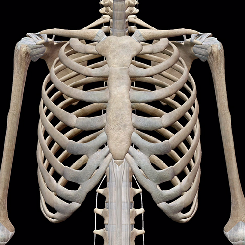 <p>What bone is this?</p>