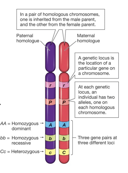 * Each chromosome of a homologous pair differs  at many loci from the other member of the pair
