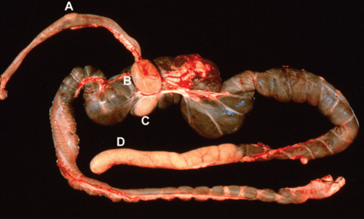 <p>A - Example of a Peyer's patch</p><p>B - sacculus rotundus</p><p>C - Cecal tonsil</p><p>D - Cecal appendix (vermiform appendix)</p>