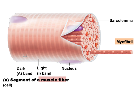<p>Banding pattern of myofibrils: </p><ul><li><p>Contains only <strong>thin filaments</strong></p></li><li><p><strong>Z disc </strong>is a midline interruption</p></li></ul><p></p>