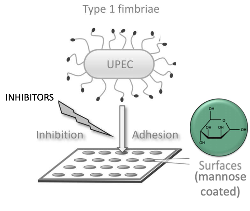 <ul><li><p>Coat plates with mannose</p></li><li><p>Incubate UPEC with inhibitors</p></li><li><p>Add to coated wells</p></li><li><p>Best inhibitors prevent bacterial binding</p></li></ul><p></p>