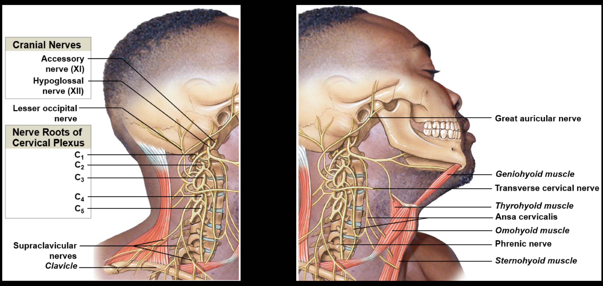 <p>Includes ventral rami of C1-C5; innervates the neck, thoracic cavity, and diaphragm</p>