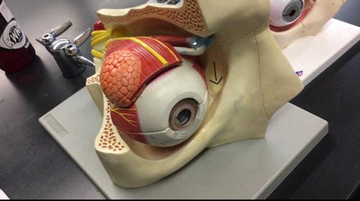 <p>(probably wont be tested on the model)</p>