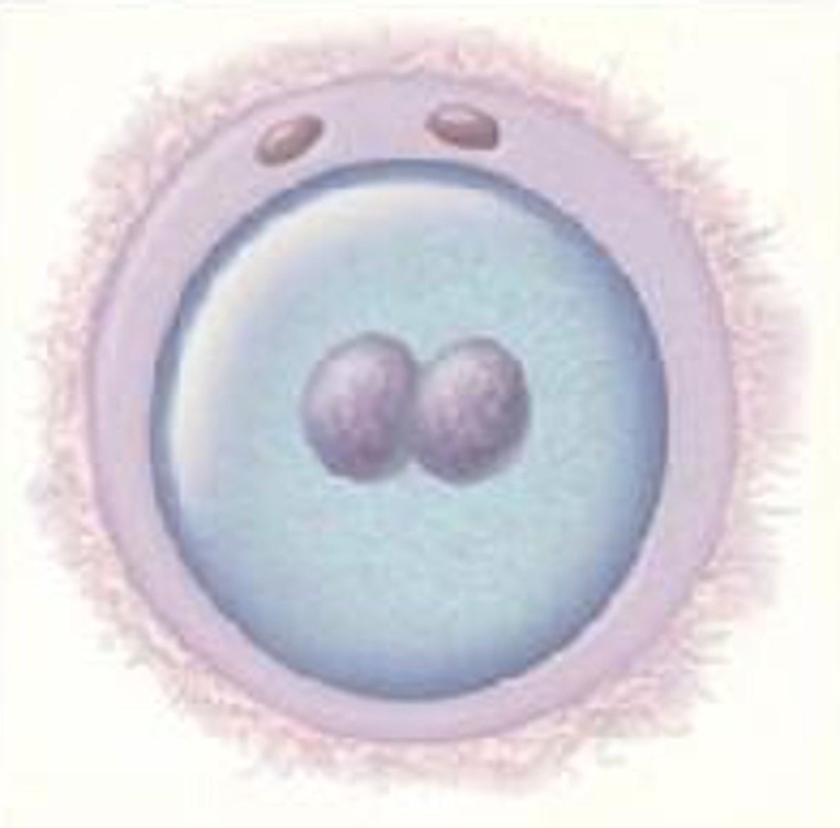 <p>The fertilized egg<br>Enters a 2-week period of rapid cell division and develops into an embryo</p>