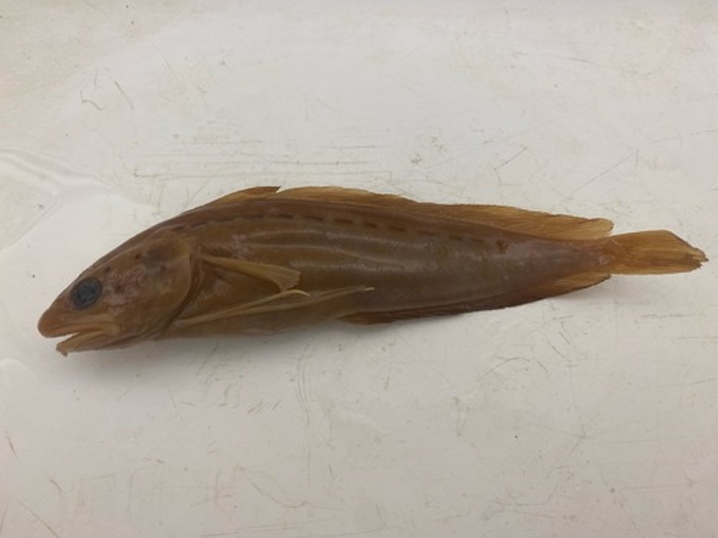 <p>cods</p>