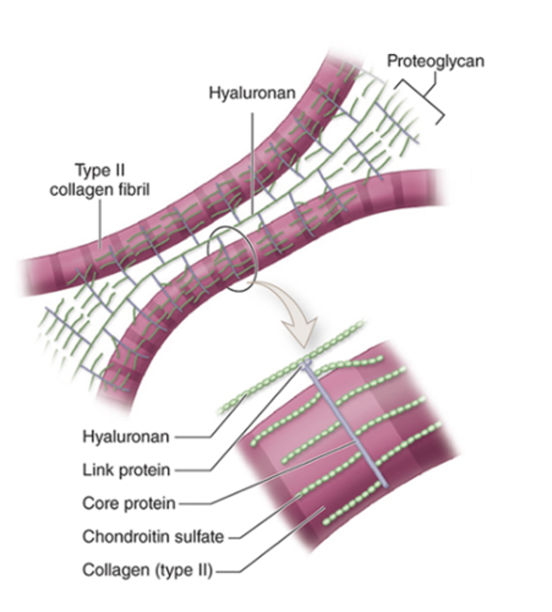 <p>How are Type II collagen and proteoglycan components held together in the ECM?</p>