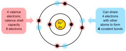 <ul><li><p><strong><span style="color: red">Organic Compound</span></strong> - contains C and found in living things</p></li></ul><ul><li><p>Carbon atoms can form four covalent bonds allowing a diversity of stable compounds to exist</p></li><li><p>Life is based on carbon compounds including: carbs, lipids, proteins, and nucleic acids</p></li></ul><p><img src="https://knowt-user-attachments.s3.amazonaws.com/3a55e7b5-d5cd-454e-8d8c-52fca0b5ac2f.jpeg"></p>
