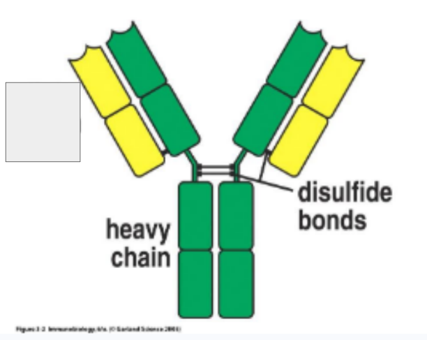 <p>What is this part of the antibody called?</p>