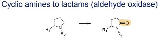 <p>Conversion to lactams, catalyzed by aldehyde oxidase </p>