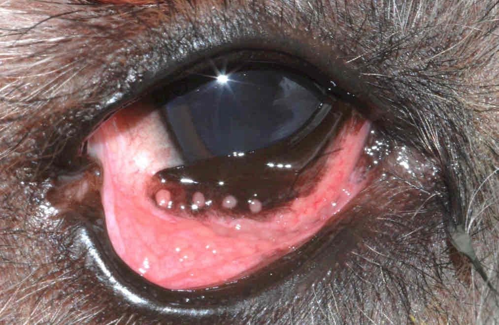 <ul><li><p>Diagnosis of exclusion</p></li><li><p>More common in young dogs</p></li><li><p>May have concurrent skin allergies</p></li><li><p>Bulbar conjuctival follicles</p></li><li><p>Epiphora or mucoid ocular discharge</p></li></ul>