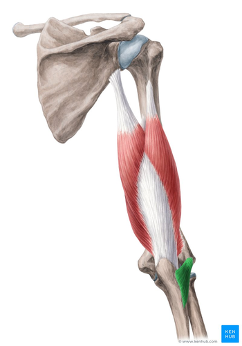 Lateral side of the olecranon process and upper, posterior surface of the body of the ulna