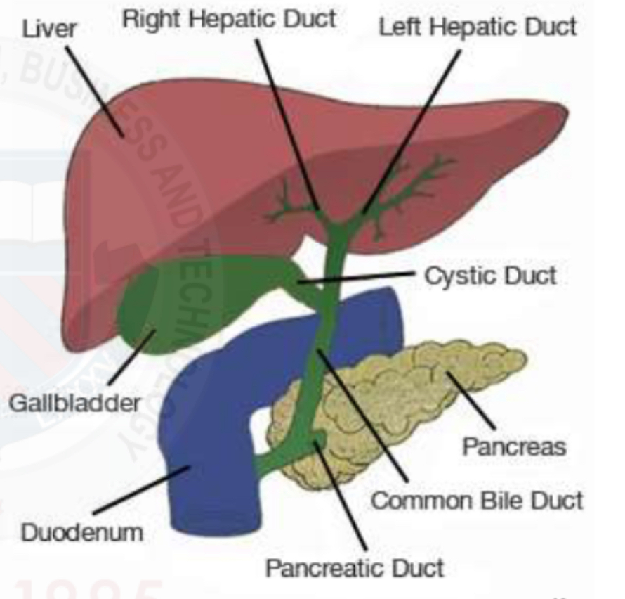 <p><span style="color: rgb(203, 213, 225)">Part of the portal triad, running with the portal veins and hepatic arteries, intrasegmentally&nbsp;</span></p><p>Intrahepatic ducts are separated from extrahepatic ducts by the porta hepatis&nbsp;</p>