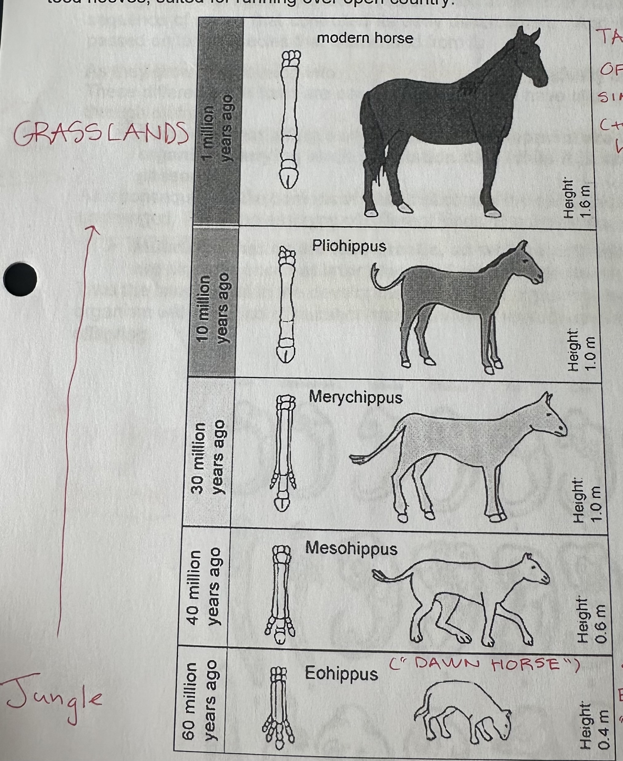 <p>60 millions years the horse evolved from “dawn horse” a dog-like, small, eyes forward, with a “dog paw” (4 toes), that lived in jungles to tall (2m), eyes on side, single toe with hoof, that are adapted to hard tall grass plains.</p>