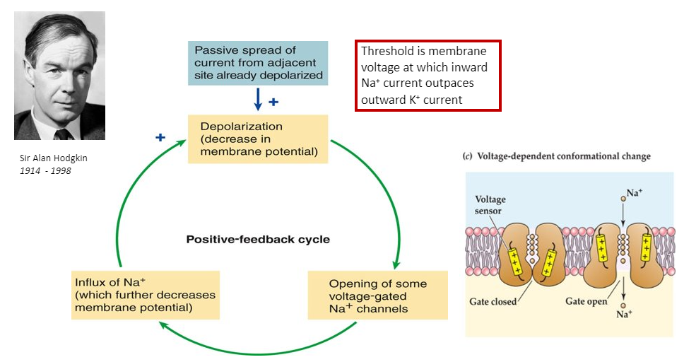 <p>Positive feedback loop</p><p>-depolarization leads to VGC opening, leads to Na+ rushing in</p><p>-climactic event = release of neurotransmitter</p>