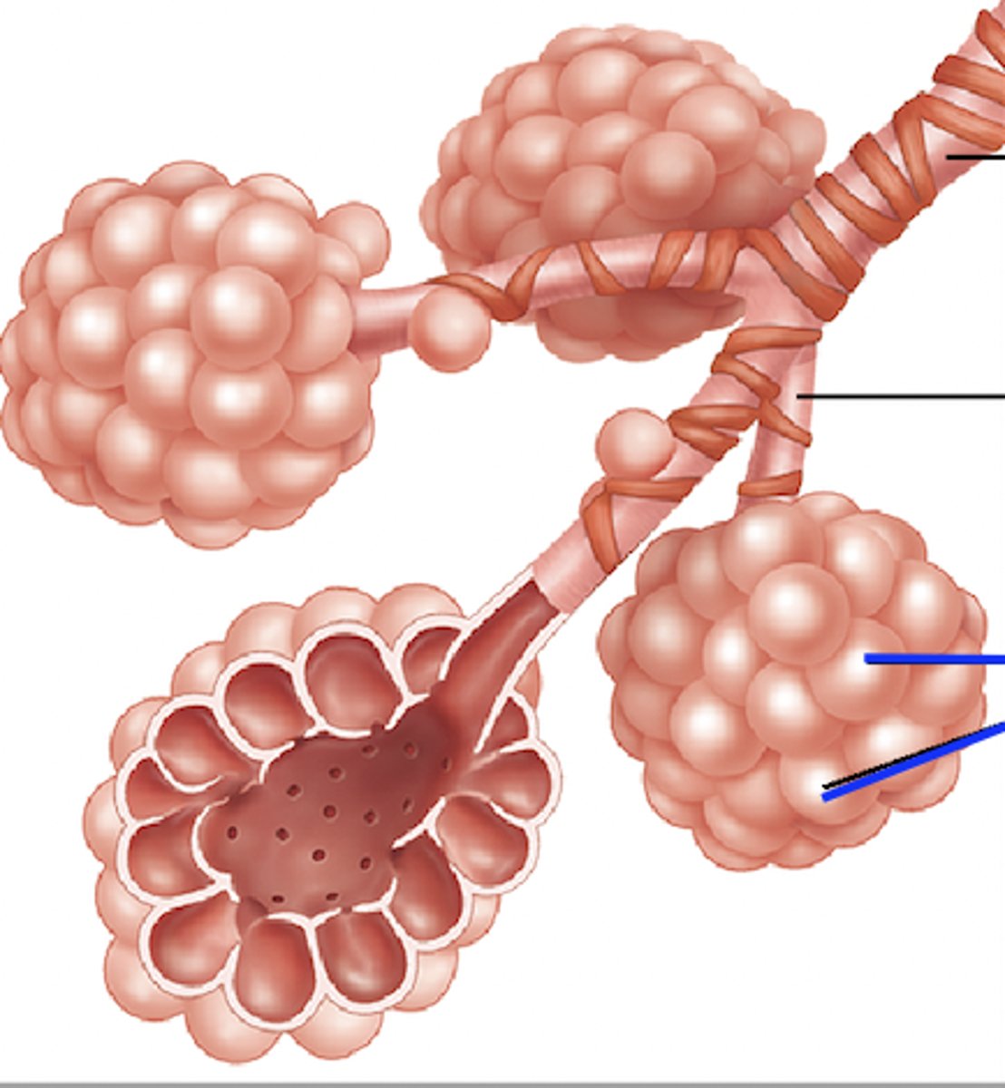 <p>tiny air sacs at the end of each bronchiole. surrounded by a capillary network</p>