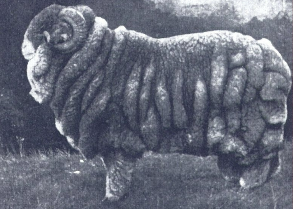 term image