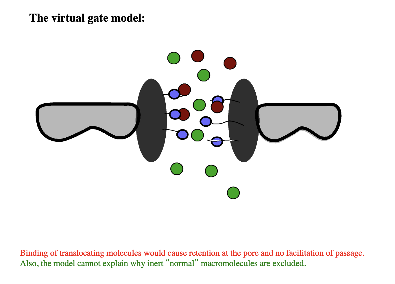 <ul><li><p>green→ macromolecules</p></li><li><p>red→ translocating molecules, interacting with FG repeats</p></li></ul><p></p><p><em>RESULT:</em> does not show selective transport</p><p>CANNOT BE THE CORRECT MODEL</p>