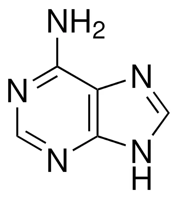 <ul><li><p>purine + NH<sub>2</sub></p></li></ul><p></p>
