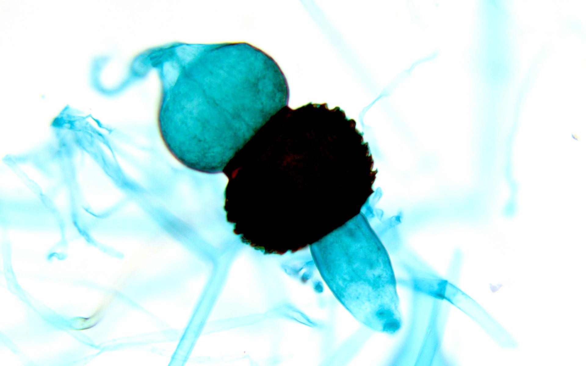 <p>What is pictured? Does it undergo sexual or asexual reproduction? What phylum does it belong to?</p>