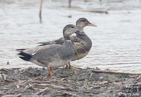 <p>Gadwall</p>