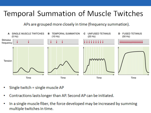 <p>During a <strong>fused tetanus</strong>, Action Potentials are rapdily being fired which is ___ and ___</p>