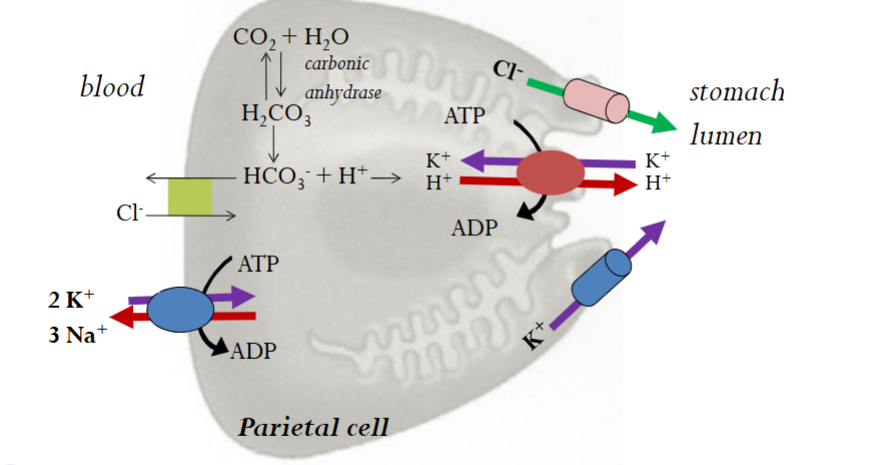 <p>Happening in Parietal Cells:</p><ol><li><p>H+/K+ ATPase (pumps K into cell and H+ out to lumen surface - <strong>where the H in HCl comes from</strong>)</p></li><li><p>Carbonic Anhydrase (Catalyses the formation of H2CO3 from H2O and CO2 - H2CO3 then dissociates into HCO3 and H+; this is where the H+ is taken from to be pumped out). </p></li><li><p>Cl-/HCO3- exchanger (secondary active transporter which restores the pH balance of the cell; pushes out basic bicarbonate and brings in acidic Cl - <strong>Where the Cl in HCl comes from). </strong></p></li><li><p>K+ channels (passive diffusion of K out of the cell to restore K balance)</p></li><li><p>Cl- channels (passive diffusion of Cl out to balance the loss of K ions)</p></li></ol><p></p>
