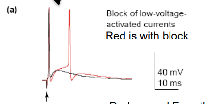 <p>another action potential occurs quickly after the first</p>