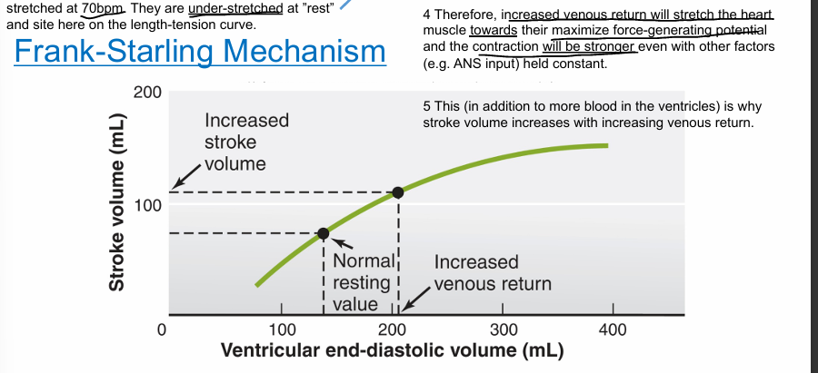 <ul><li><p>starling’s law- the critical/intrinsic factor controlling stroke vol is preload </p><ul><li><p>preload- degree to which cm cells are stretched before they contract; need optimal length/tension for max force </p></li></ul></li><li><p>venous return- amt of blood in ventricles</p><ul><li><p>important factor in causing stretch; can incr by exercising </p></li></ul></li><li><p>relaxed sarcomere length at ventricle resting is lower than optimal (70 beats/min); understretched </p></li><li><p>incr venous return —&gt;incr contraction strength —&gt; incr stroke volume</p></li></ul><p></p>