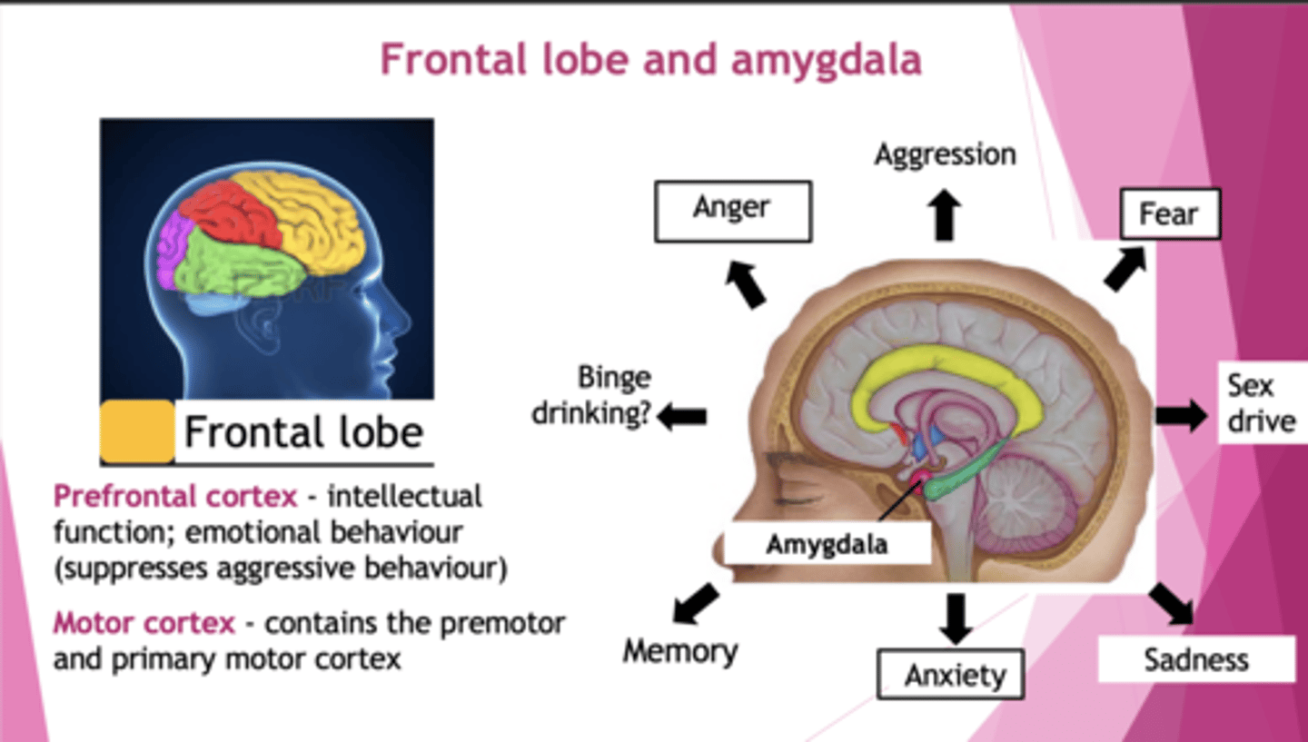 <p>Prefrontal: intellectual, emotional behaviour (suppresses aggression). Connected to amygdala. </p><p>Motor: contains premotor and primary motor cortex.</p>