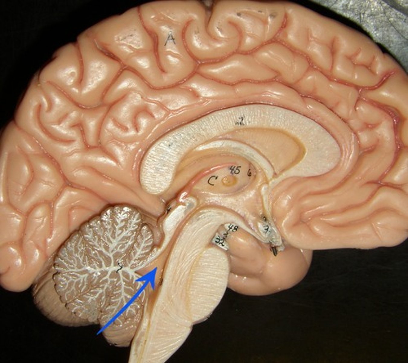 <p>Located near the brainstem and cerebellum.</p>