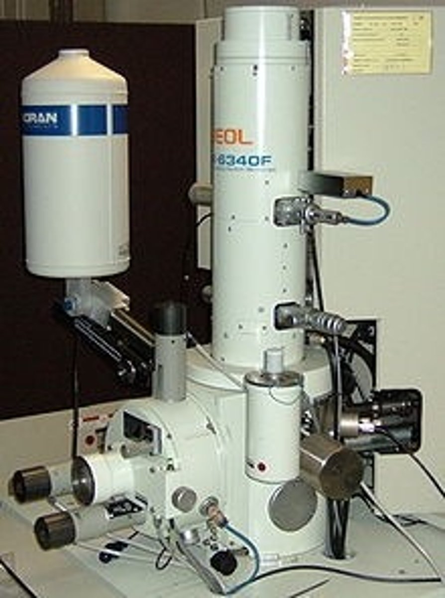 <p>Contribution: Built the first electron microscope</p><p>Why it matters: Allowed scientists to see much smaller microorganisms than with light microscopes Opened the door to studying viruses and ultrastructure</p><p>Extra detail: Won the Nobel Prize in Physics (1986)</p>