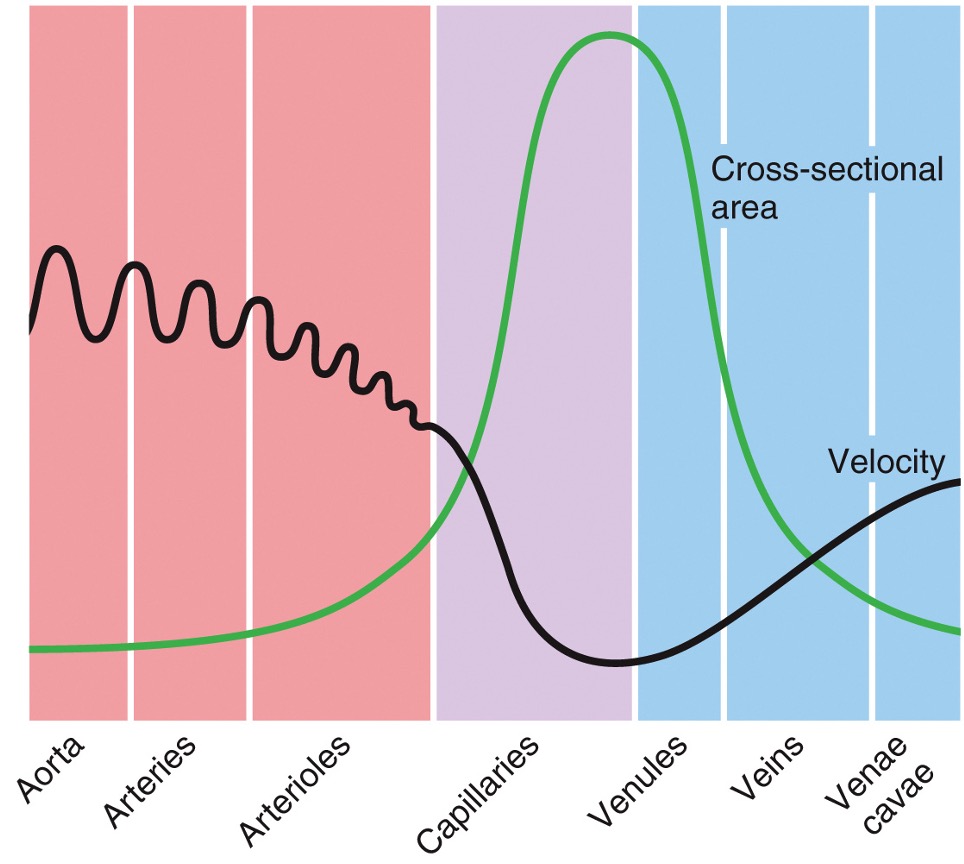 * inversely related to the total cross-sectional area
* there are many more capillaries, therefore much more cross-sectional area, this means much lower velocity of blood flow
* velocity is highest in arteries close to heart, lowest in capillary beds