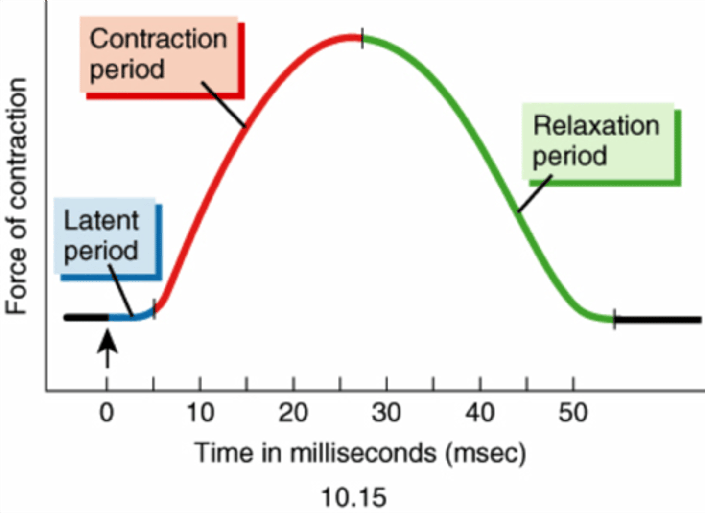 <p>a chart of the timing and strength of a muscle's contraction</p>