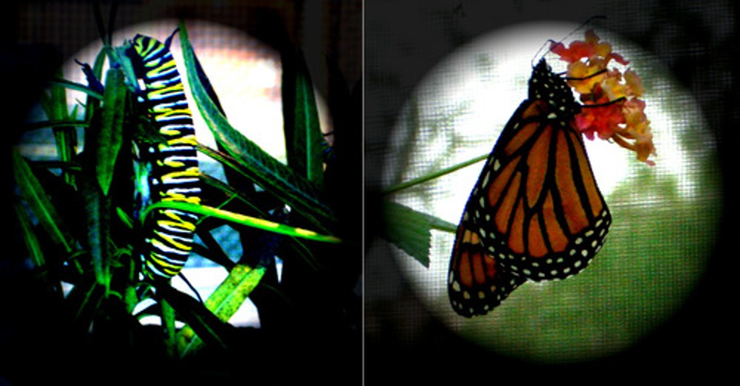 <p>to transform</p>