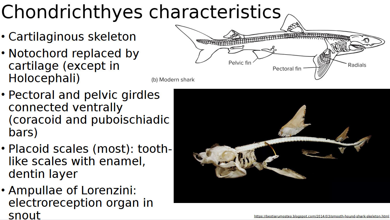 <p><span><span>Chondrichthyes traits </span></span></p>