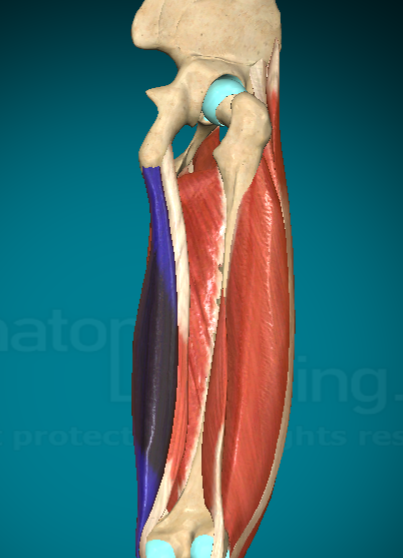 <p>What is this muscle and where are the attachment points?</p>