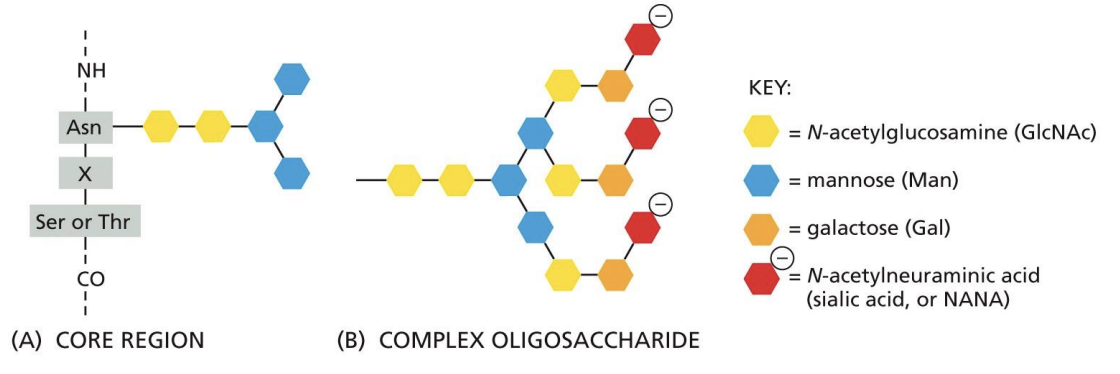 <p>Complex Oligosaccharides or Complex N-glycosylation = N-glycosylation oligosaccharide sugars are trimmed, and other sugars are added.</p>