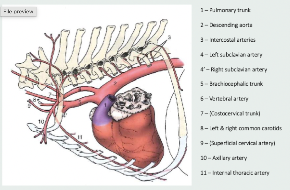 <p>vessel which travels ventrally and caudally in the mediastinum to supply the pleura, pericardium, thymus, pectoral muscles and cranial mammary glands and then travels below the diaphragm to the abdomen where it becomes the cranial epigastric artery</p>